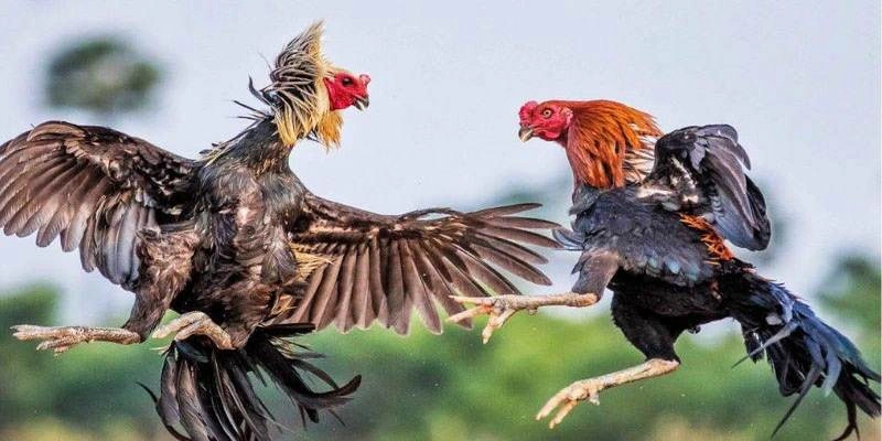 Tìm hiểu rõ các hình thức kèo cược tại nhà cái